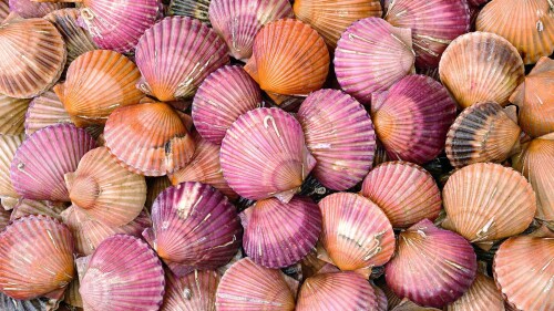 ScallopsShell.jpg