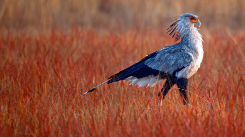 Secretarybird-hunting-for-food-in-Rietvlei-Nature-Reserve-South-Africa.jpg