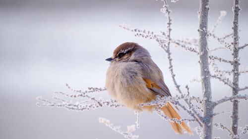 Siberian-jay-Putorana-Plateau-Siberia-Russia.jpg