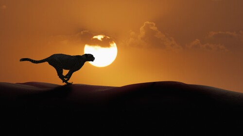 Silhouette-of-cheetah-running-in-desert.jpg