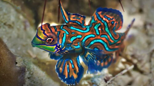 Small-tropical-fish-Mandarinfish-close-up-Sipadan-Celebes-sea-Malaysia.jpg