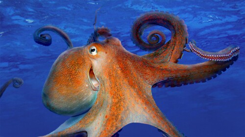 SmilingOctopus_EN-US7303849274_1920x1080.jpg