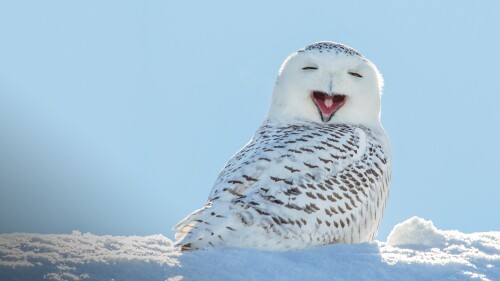 Snowy-owl-yawning-which-makes-it-look-like-its-laughing-Wisconsin-USA.jpg