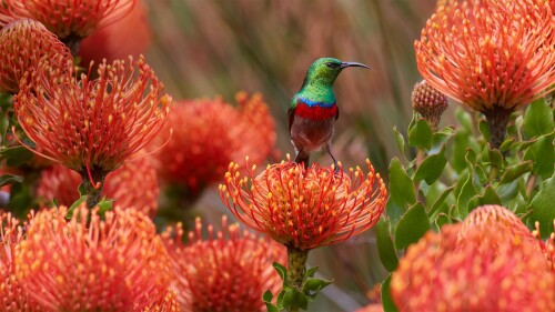 SouthernSunbird_EN-US5701754937_1920x1080.jpg