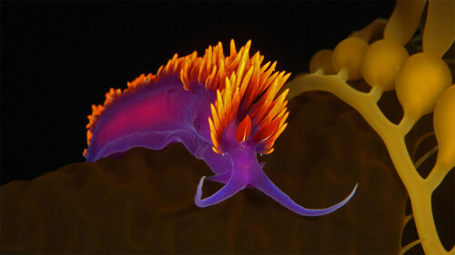 SpanishSeaSlug_EN-US5956865427_1920x1080.jpg