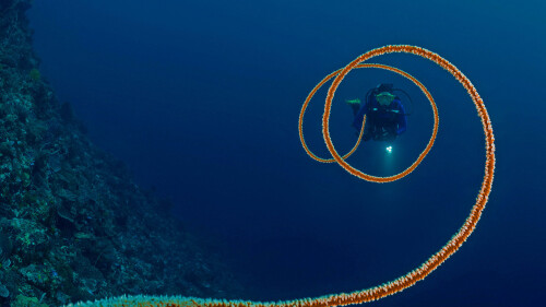 Spiral-whip-coral-off-the-coast-of-Indonesia.jpg