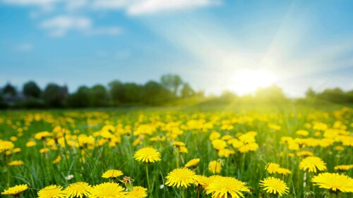 Spring-field-with-dandelions-on-bright-sunny-day.jpg