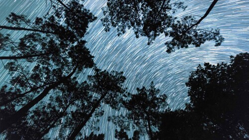 Star-trail-from-the-roots-of-a-pine-grove-in-Dordogne.jpg