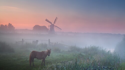 Summer-sunrise-with-pony-in-fog-on-pasture-and-windmill-Groningen-Netherlands.jpg