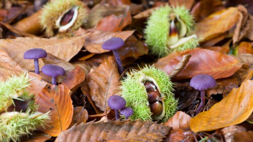 SweetChestnut_1920x1080.jpg