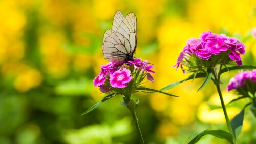 The-black-veined-white-Aporia-crataegi-butterfly-sits-on-flowers.jpg