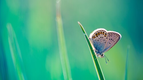 The-common-blue-butterfly-Polyommatus-icarus-summer-close-up-Hungary.jpg