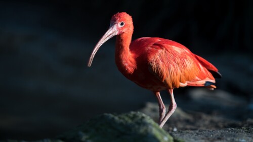 The-scarlet-ibis-Eudocimus-ruber-UK.jpg