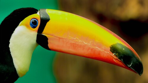 Toco-toucan-Ramphastos-toco.jpg