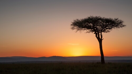 Tree-at-sunset-in-savanna-landscape-Masai-Mara-National-Reserve-Kenya.jpg