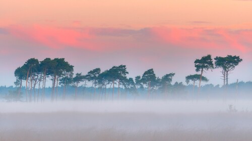 Trees-against-sky-at-misty-conditions-on-the-Kalmthoutse-Heide-in-Belgium.jpg