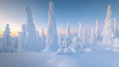 Trees-covered-with-snow-at-dawn-Riisitunturi-National-Park-Posio-Lapland-Finland.jpg