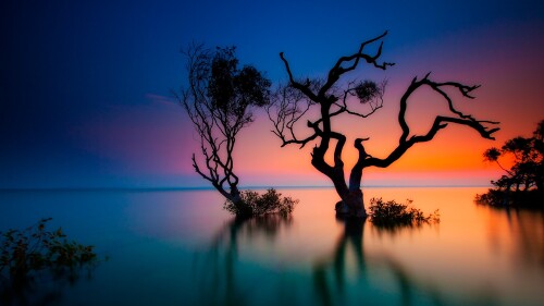 Trees-in-bay-at-sunset-Rainbow-Beach-Queensland-Australia.jpg