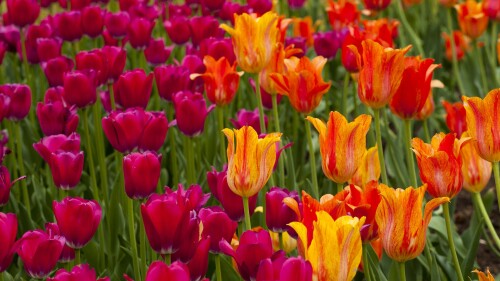 TulipOttawa_1920x1080.jpg