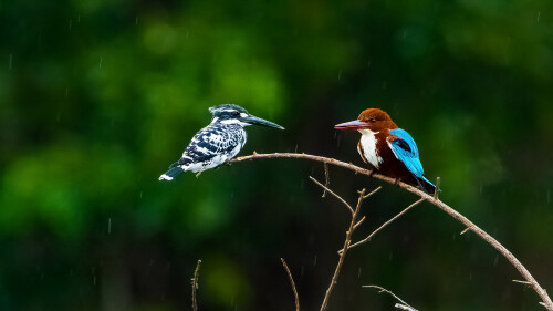 Two-kingfishers-at-the-Nagarahole-National-Park-Karnataka.jpg