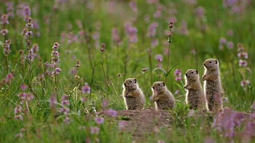 Uinta-ground-squirrels-at-Tower-Fall-Campground-in-Yellowstone-National-Park.jpg