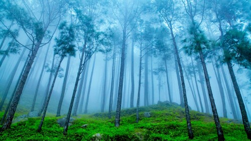 UttarakhandPines.jpg