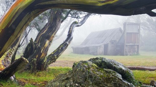 Wallace-Hut-and-snow-gums-in-Alpine-National-Park-Victoria.jpg