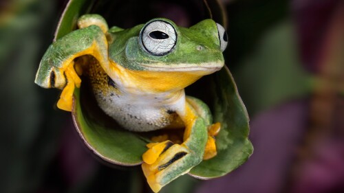 Wallaces-flying-tree-frog-Rhacophorus-nigropalmatus.jpg