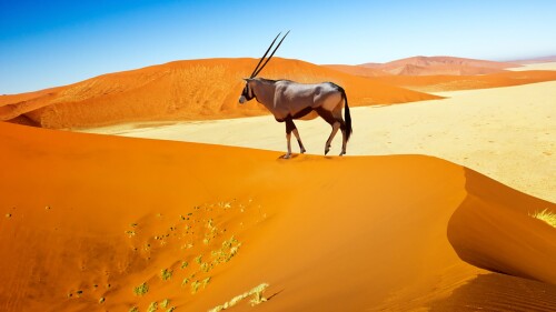 Wandering-dune-of-Sossuvlei-in-Namibia-with-Oryx-walking-on-it.jpg