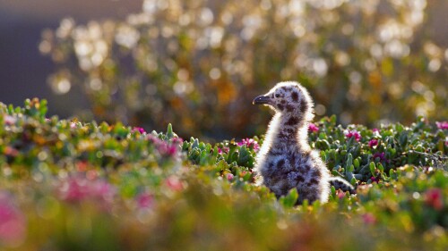 Western-gull-chick-Larus-occidentalis-on-Anacapa-Island-Channel-Islands-National-Park-California-USA.jpg