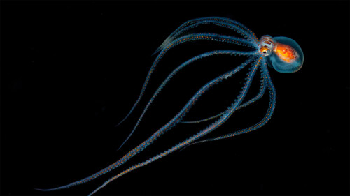 WorldOctopus_EN-US5192068372_1920x1080.jpg