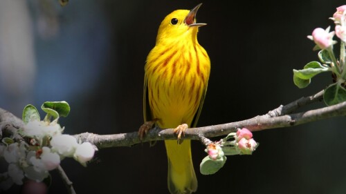 Yellow-Warbler-Dendroica-petechia-singing-on-a-branch-in-early-spring.jpg